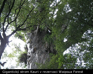 Gigantický strom Kauri v rezervaci Waipoua Forest
